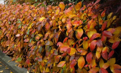 Irga błyszcząca (Cotoneaster lucidus) - jesień